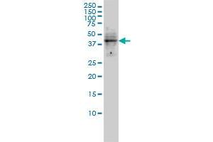 DMRT1 antibody  (AA 1-373)