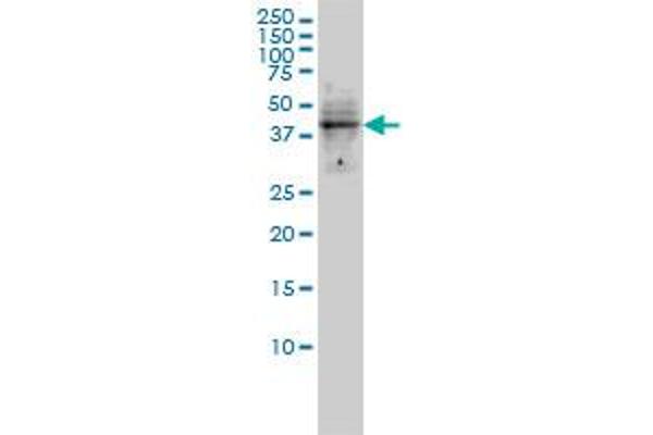 DMRT1 antibody  (AA 1-373)