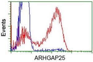 Image no. 4 for anti-rho GTPase Activating Protein 25 (ARHGAP25) antibody (ABIN1496701) (ARHGAP25 antibody)
