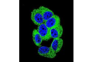 Confocal immunofluorescent analysis of PCDH20 Antibody (Center) (ABIN655602 and ABIN2845086) with MCF-7 cell followed by Alexa Fluor 488-conjugated goat anti-rabbit lgG (green). (PCDH20 antibody  (AA 445-472))