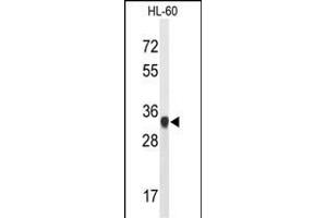 Western blot analysis of ATP5C1 Antibody (N-term) (ABIN653186 and ABIN2842739) in HL-60 cell line lysates (35 μg/lane). (ATP5C1 antibody  (N-Term))