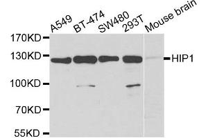 Western blot analysis of extracts of various cell lines, using HIP1 antibody. (HIP1 antibody)
