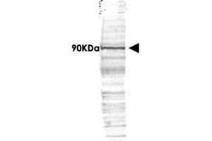 Western blot using CDC27 polyclonal antibody  shows detection of a band ~90 KDa corresponding to human CDC27 (arrowhead). (CDC27 antibody  (AA 422-430))