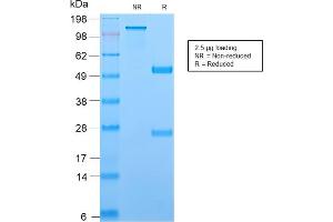 SDS-PAGE Analysis Purified TCL1 Recombinant Rabbit Monoclonal Antibody (TCL1/2747R). (Recombinant TCL1A antibody  (AA 2-109))