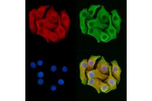 ABIN7095244 and ABIN7099301 staining Hela cells by IF/ICC.