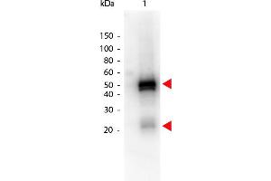 Western Blot of Peroxidase conjugated Donkey anti-Rabbit IgG antibody. (Donkey anti-Rabbit IgG (Heavy & Light Chain) Antibody (HRP))