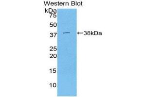 Western Blotting (WB) image for anti-Signal Transducing Adaptor Family Member 1 (STAP1) (AA 1-297) antibody (ABIN1860644) (STAP1 antibody  (AA 1-297))