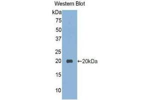 Western Blotting (WB) image for anti-Vanin 1 (VNN1) (AA 229-379) antibody (ABIN1860943)