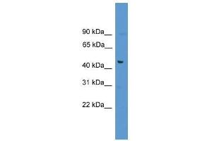 FAM53A antibody used at 0. (Fam53a antibody  (C-Term))