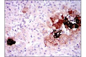 Immunohistochemistry (IHC) image for anti-Somatostatin (SST) (AA 1-116) antibody (ABIN1845358) (Somatostatin antibody  (AA 1-116))