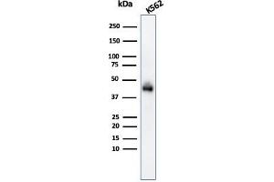 Western Blot Analysis of K562 cell lysate usingGlycophorin A Mouse Monoclonal Antibody (GYPA/280). (CD235a/GYPA antibody)