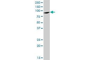 ELAC2 MaxPab polyclonal antibody. (ELAC2 antibody  (AA 1-826))