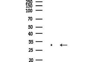 anti-Olfactory Receptor, Family 5, Subfamily AN, Member 1 (OR5AN1) (Internal Region) antibody