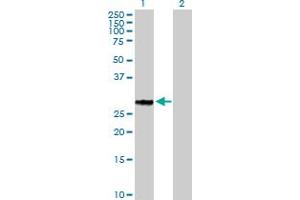 Western Blot analysis of GFOD2 expression in transfected 293T cell line by GFOD2 MaxPab polyclonal antibody. (GFOD2 antibody  (AA 1-280))
