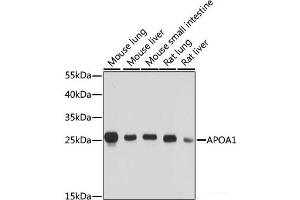 Western blot analysis of extracts of various cell lines using APOA1 Polyclonal Antibody at dilution of 1:1000. (APOA1 antibody)
