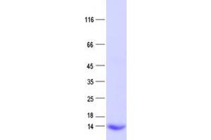 Validation with Western Blot (GTF2A2 Protein (His tag))
