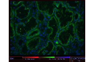 Image no. 1 for anti-K-Cadherin (CDH6) antibody (ABIN335402) (CDH6 antibody)