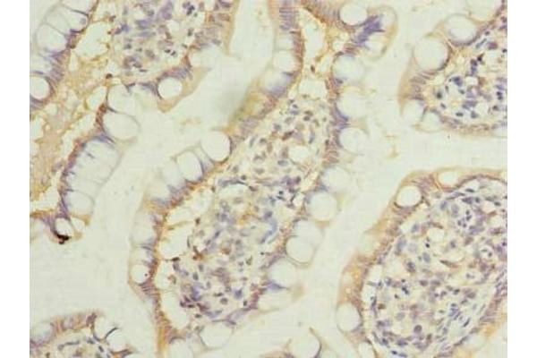 LRRC39 antibody  (AA 1-335)