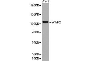 Western blot analysis of extracts of A549 cell line, using WWP2 antibody.