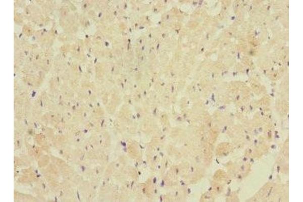 FBXO4 antibody  (AA 201-500)