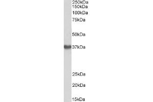 ABIN5539830 (1µg/ml) staining of Human Placenta lysate (35µg protein in RIPA buffer). (GNA12 antibody  (Internal Region))