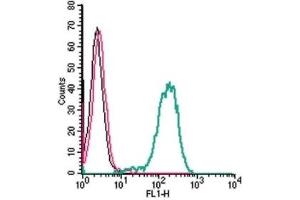 Cell surface detection of Frizzled-1 by indirect flow cytometry in live intact human THP-1 monocytic leukemia cells: (black line) Cells. (FZD1 antibody  (Extracellular))