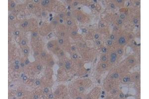Immunohistochemistry (IHC) image for anti-Fibrillin 1 (FBN1) (AA 246-389) antibody (ABIN7438742)
