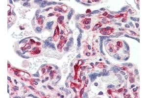 Immunohistochemistry (Paraffin-embedded Sections) (IHC (p)) image for anti-Sirtuin 2 (SIRT2) (C-Term) antibody (ABIN615066)