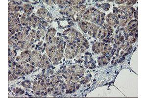 Image no. 1 for anti-rho GTPase Activating Protein 2 (ARHGAP2) antibody (ABIN1499628) (CHN1 antibody)