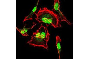 Image no. 1 for anti-Cyclin-Dependent Kinase 2 (CDK2) (AA 197-295) antibody (ABIN1497393) (CDK2 antibody  (AA 197-295))