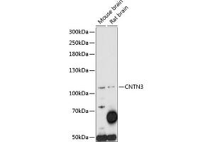 Western blot analysis of extracts of various cell lines, using CNTN3 antibody (ABIN7266494) at 1:1000 dilution. (CNTN3 antibody  (AA 20-110))