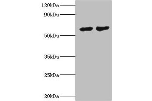 CYP4F12 antibody  (AA 265-524)