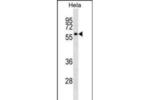 TH1L Antibody (C-term) (ABIN1537459 and ABIN2848875) western blot analysis in Hela cell line lysates (35 μg/lane). (TH1-Like antibody  (C-Term))