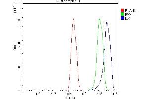 Flow Cytometry analysis of C6 cells using anti-Integrin Linked ILK antibody (ABIN7599411). (ILK antibody  (AA 1-452))