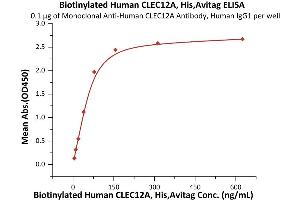 Immobilized Monoclonal A CLEC12A Antibody, Human IgG1 at 1 μg/mL (100 μL/well) can bind Biotinylated Human CLEC12A, His,Avitag (ABIN6973031) with a linear range of 5-78 ng/mL (Routinely tested). (CLEC12A Protein (AA 65-265) (AVI tag,His tag,Biotin))