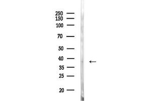 Western blot analysis of lysates from Rat testis, using USP18 Antibody at 1/1000 dilution.