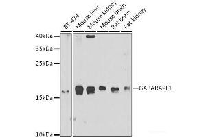 Western blot analysis of extracts of various cell lines using GABARAPL1 Polyclonal Antibody at dilution of 1:1000. (GABARAPL1 antibody)