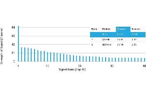 Protein Array (PAr) image for anti-Dopa Decarboxylase (Aromatic L-Amino Acid Decarboxylase) (DDC) antibody (ABIN7456138) (DDC antibody)
