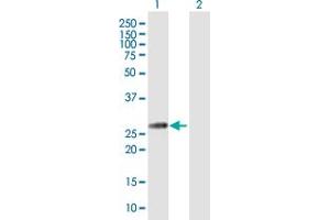 Western Blot analysis of GLUD2 expression in transfected 293T cell line by GLUD2 MaxPab polyclonal antibody. (GLUD2 antibody  (AA 1-264))
