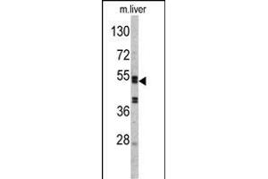 Western blot analysis of SERPINC1 Antibody (C-term) (ABIN390671 and ABIN2840966) in mouse liver tissue lysates (35 μg/lane). (SERPINC1 antibody  (C-Term))