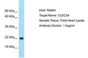 Image no. 1 for anti-C-Type Lectin Domain Family 2, Member A (CLEC2A) (C-Term) antibody (ABIN6750091) (CLEC2A antibody  (C-Term))