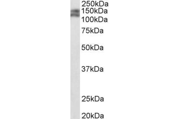 PARD3B Antikörper  (C-Term)