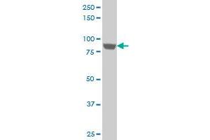 UBTF monoclonal antibody (M02), clone 6C6 Western Blot analysis of UBTF expression in HepG2 .