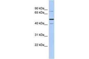 Image no. 1 for anti-Structure Specific Recognition Protein 1 (SSRP1) (AA 611-660) antibody (ABIN6744397) (SSRP1 antibody  (AA 611-660))