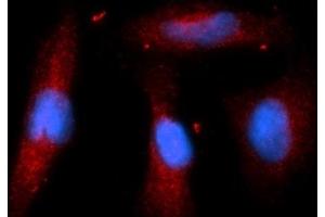 Immunofluorescence (IF) image for anti-Stromal Cell Derived Factor 2 (SDF2) (AA 19-211) antibody (PE) (ABIN5566163) (SDF2 antibody  (AA 19-211) (PE))
