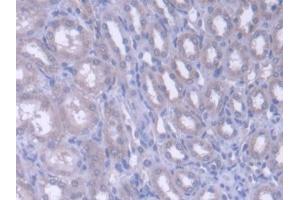 DAB staining on IHC-P; Samples: Rat Kidney Tissue (FARS2 antibody  (AA 1-472))