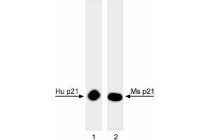 Western blot analysis of p21 in human and mouse cell lines. (p21 antibody)