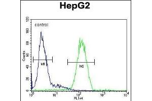 SERPINH1 Antibody (Center) (ABIN391548 and ABIN2841497) flow cytometric analysis of HepG2 cells (right histogram) compared to a negative control cell (left histogram).