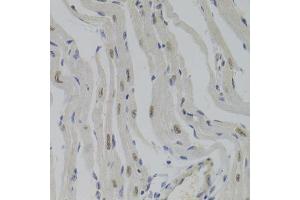 Immunohistochemistry of paraffin-embedded mouse heart using NASP Antibody (ABIN5975448) at dilution of 1/100 (40x lens). (NASP antibody)