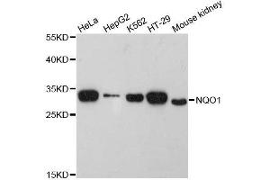 Western blot analysis of extracts of various cell lines, using NQO1 antibody. (NQO1 antibody  (AA 1-274))